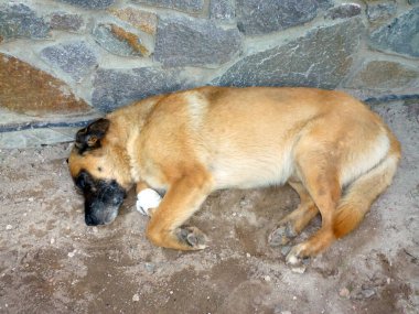 Yetişkin bir kahverengi safkan evcil köpek yerde taş bir duvarın yanında uyuyor.