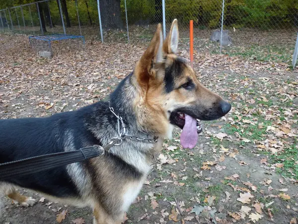 Stock image An adult dog of the German Shepherd breed in a collar stands on the grass in the park on a walk