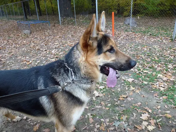 Adult Dog German Shepherd Breed Collar Stands Grass Park Walk Stock Photo