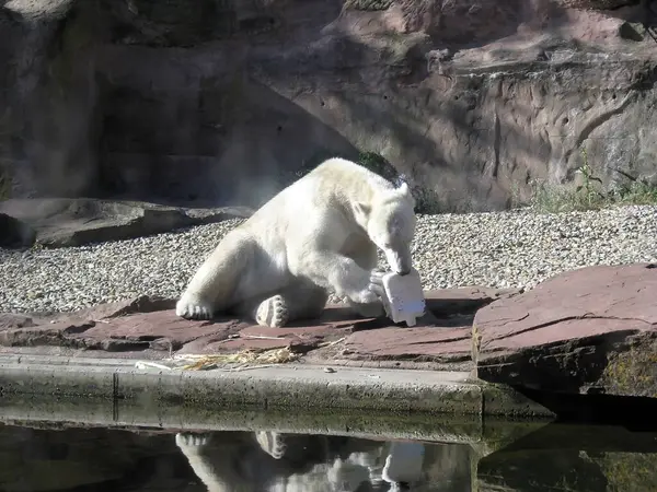 A polar polar bear lies in the zoo near a pond under a rock and plays with a toy