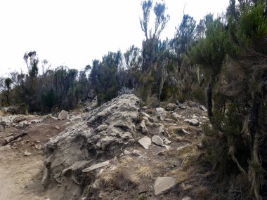 Çölde kayaların üzerinde yetişen nadir ağaçlar. Çöl manzarası ve iklim.