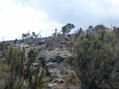 Çölde kayaların üzerinde yetişen nadir ağaçlar. Çöl manzarası ve iklim.