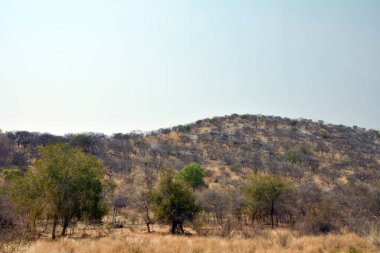 Afrika 'nın Namibya çölünde, dağların eteklerinde parlak renkli ağaçlar yetişir. Afrika manzarası