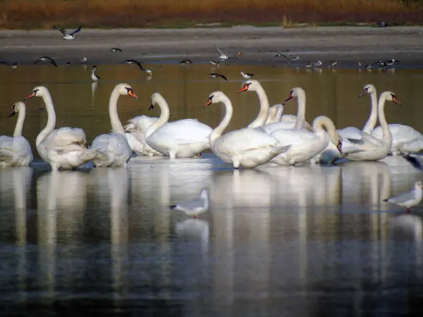 A flock of wild white swans swims on the sea waves. Wild nature and animal world