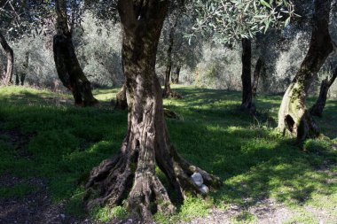 Parlak güneşin parladığı güzel bir zeytin ağacı ormanı. Ormanların doğal arka planı