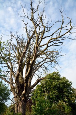 Mavi gökyüzünün arka planında, orman kulelerinde yaprakları olmayan büyük kuru bir ağaç. Ormanların doğal arka planı