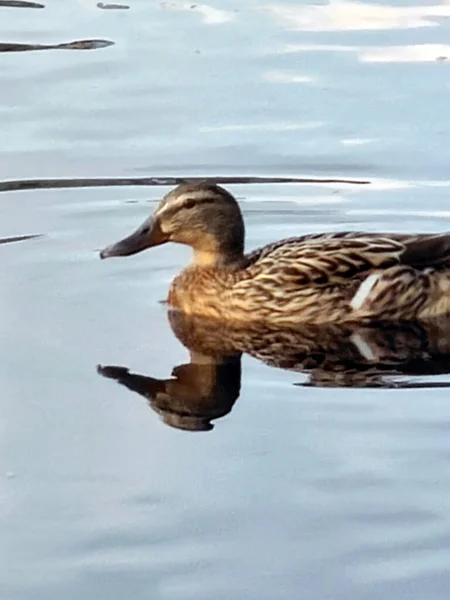 A wild drake duck swims on the water of the river, its image is reflected on the water. Natural diversity and beauty