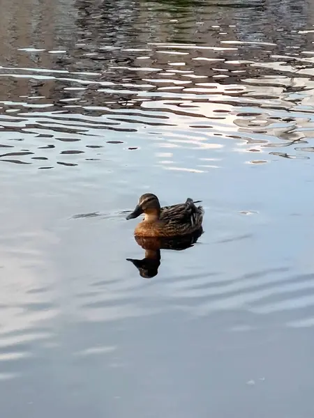 A wild drake duck swims on the water of the river, its image is reflected on the water. Natural diversity and beauty