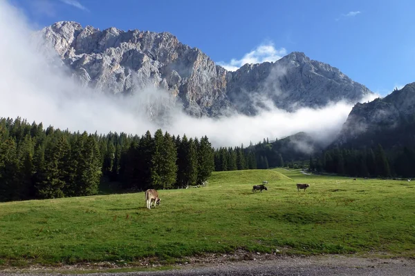 Несколько Коров Пасутся Траве Высокогорных Пастбищах Заднем Плане Живописные Горы Лицензионные Стоковые Фото