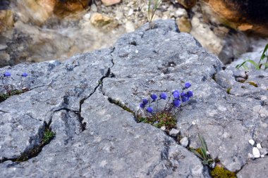 Taşlar arasında bir dağ deresi akıyor. Yukarıdan bak. Doğal arkaplan
