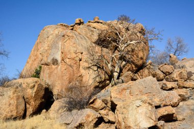Kuru ağaçlar ve çalılar mavi gökyüzünün arka planında kayaların üzerinde yetişir. Doğal çöl geçmişi