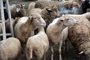 Birkaç koyun bir ağılda çimlerin üzerinde otluyor. Evcil hayvanların üremesi