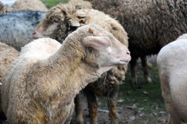 Birkaç koyun bir ağılda çimlerin üzerinde otluyor. Evcil hayvanların üremesi