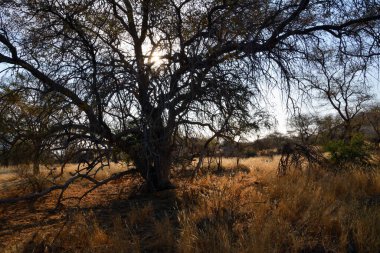 Yaprakları olmayan büyük bir dallı ağaç, mavi gökyüzü arka planına karşı bir çöl bölgesinde yetişir. Küresel ısınma ve kuru iklim