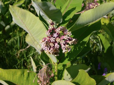 Parlak güneşin altında yeşil yaprakların arka planında çiçek açmış. Arılar üzerlerinde sürünüyor