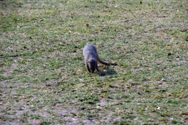 Mungo firavun faresi parlak güneşin altında yeşil çimlerde koşar. Doğal ortamda vahşi hayvanlar