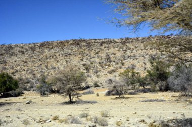 Kuru ağaçlar ve çalılar uzak kayalık dağları olan bir çöl manzarasında mavi gökyüzünün arka planına karşı. Doğal çevreyi çevreleyen çorak