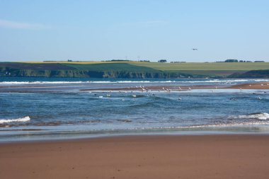Su kuşu martıları deniz kıyısındaki sahilin yakınındaki dalgalarda yüzerler. Diğer kıyıda ekili tarlalar var.