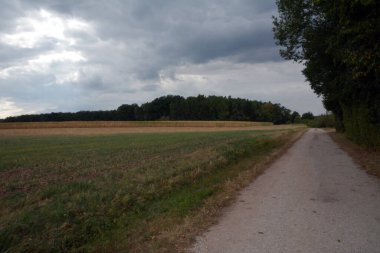 Bulutlu bir gökyüzünün altındaki ormana giden tarımsal bir araziye bakan boş bir yol.