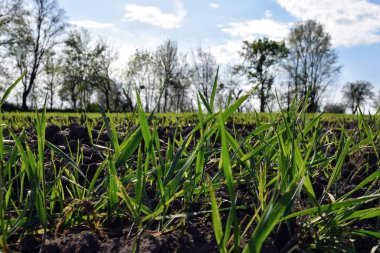 Tarlada filizlenen buğday filizleri. Arkaplan ağaçlar ve gökyüzü ile bulanık. Tarım endüstrisi ve ulusal ekonomi