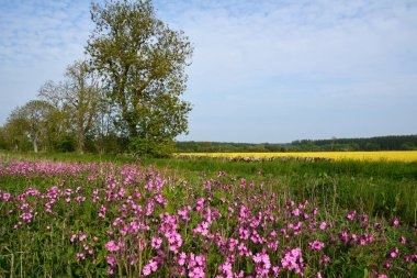 Ön planda parlak pembe çiçekler. Arka planda, mavi gökyüzünün altındaki ağaçların yanında sarı bir kanola tarlası var. Tarım ve tarım endüstrisi
