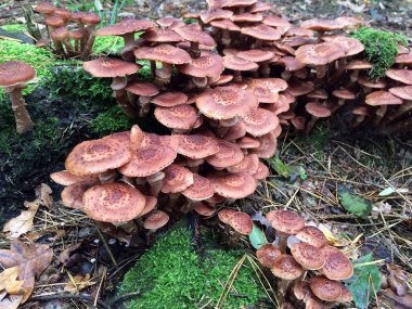Ormanda bir sürü zehirli mantar var. Düşük açılı bir yakın çekim. Arkaplan bulanık