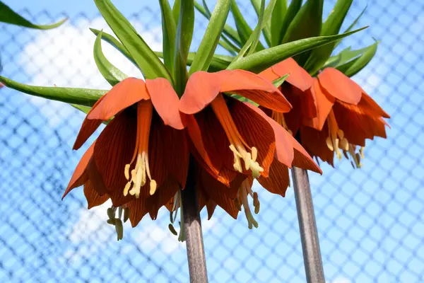 stock image Flowers of the imperial grouse close-up. View from below against the background of a blue sky and a mesh fence