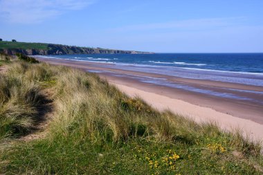 Deniz manzaralı, kumlu sahil ve ufukta deniz manzaralı. Ön planda yeşil çimen çalıları var.