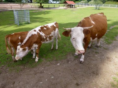 Benekli bir inek ve buzağılar yeşil bir çayırdaki çayırda duruyorlar. Yazın tarım ve çiftçilik