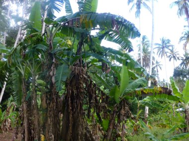 Yoğun yemyeşil bitki örtüsü ve yağmur sonrası ağaçlarla dolu tropik bir orman. Yaz doğal arka plan