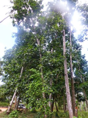 Yoğun yemyeşil bitki örtüsü ve yağmur sonrası ağaçlarla dolu tropik bir orman. Yaz doğal arka plan