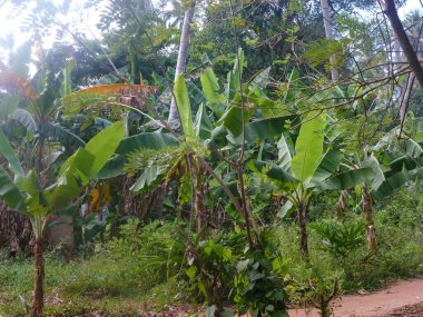 Yoğun yemyeşil bitki örtüsü ve yağmur sonrası ağaçlarla dolu tropik bir orman. Yaz doğal arka plan