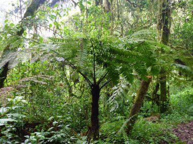Yoğun yemyeşil bitki örtüsü ve yağmur sonrası ağaçlarla dolu tropik bir orman. Yaz doğal arka plan