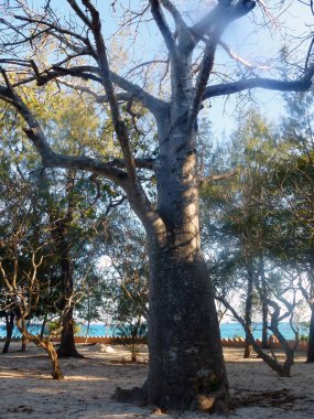 Deniz kenarındaki bir parkta uzun gölgeli bir ağaç duruyor. Mavi gökyüzü taçlarından görülebilir.