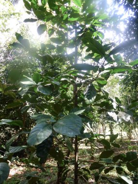 Yoğun yemyeşil bitki örtüsü ve yağmur sonrası ağaçlarla dolu tropik bir orman. Yaz doğal arka plan