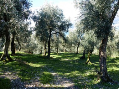 Parlak güneşin içinden geçtiği uzun ağaçlarla gölgeli bir orman.