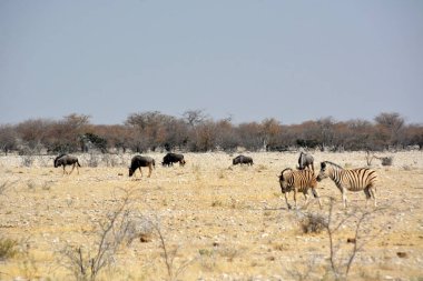 Zebralar ve antiloplar, açık gökyüzü altında açık parktaki parlak güneş altında, doğal ortamda kuru çimenler üzerinde savanada yürür. Kenya, Afrika