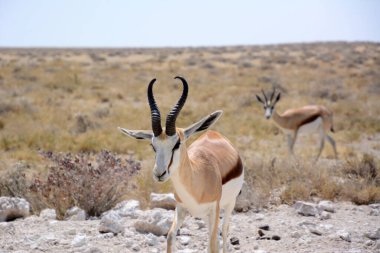 Ön planda, bir antilop antilop ulusal parktaki doğal ortamında bozkırda yürüyor. Bulanık arka planda başka bir antilop daha var. Kenya, Afrika