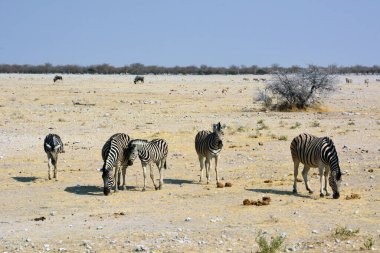 Birkaç zebra, ulusal parktaki doğal bir ortamda savanda yürüyor. Arka planda antiloplar yürüyor. Kenya, Afrika
