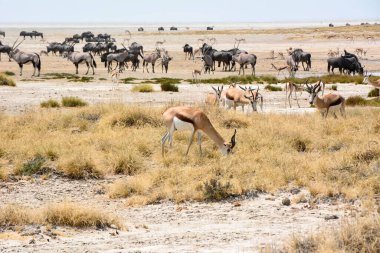 Springbok, antilop ve antilop da dahil olmak üzere çeşitli antilop türleri ulusal parktaki doğal ortamlarında sıcak savanalarda dolaşır. Kenya, Afrika