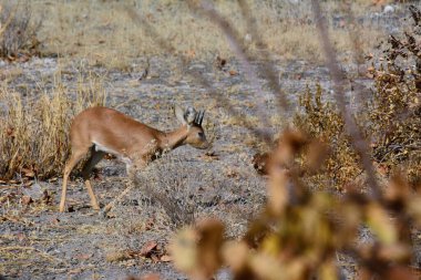 Genç bir antilop ulusal parktaki doğal bir ortamda savananın arka planında yürüyor. Ön taraf bulanıklaştı. Kenya, Afrika
