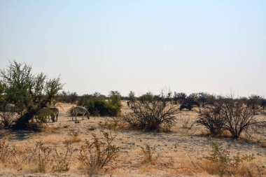 Birkaç zebra, çalıların arasındaki kuru çimlerin üzerinde doğa koruma alanında yürür. Kenya, Afrika