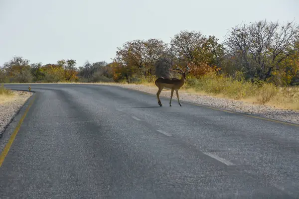 Bir Impala antilobu, ulusal bir parkın savanasında asfalt bir yoldan karşıya geçer. Doğal ortamda yaşayan hayvanlar. Kenya, Afrika