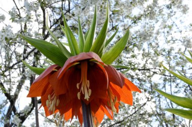 Çiçek açan bir ağacın bulanık arka planında parlak, geniş, fritillaria imparatorluğu çiçekleri. Alt görünümü kapat