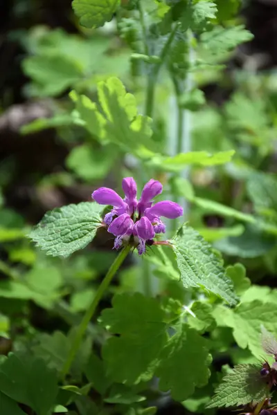 stock image Purple lamium purperium flower close-up. The back leafy background is blurred. Nature macro photography and natural backgrounds