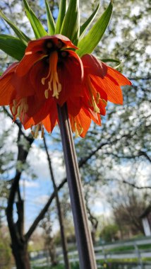 Bright large flowers of fritillaria imperialis on a blurred background of a flowering tree. Close-up bottom view clipart