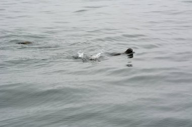 İki hayvan fok balığı deniz dalgalarında yüzer. Üst Manzara. Vahşi doğadaki hayvanlar.