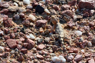 Kamuflajlı bir phrynocephaius kertenkelesi taşların üzerinde sürünüyor, yakından. Doğal ortamdaki bir sürüngen..