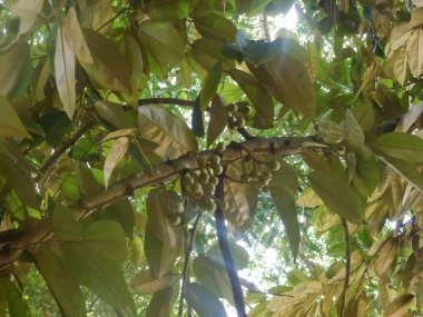 Ağaçtaki yaprakların arasında olgun yeşil peraceae meyveleri. Aşağıdan görüntüle