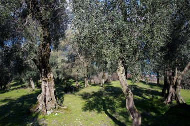 Parlak güneşin altında bahçede zeytin ağaçları. Doğal yaz geçmişi ve doğal çevre